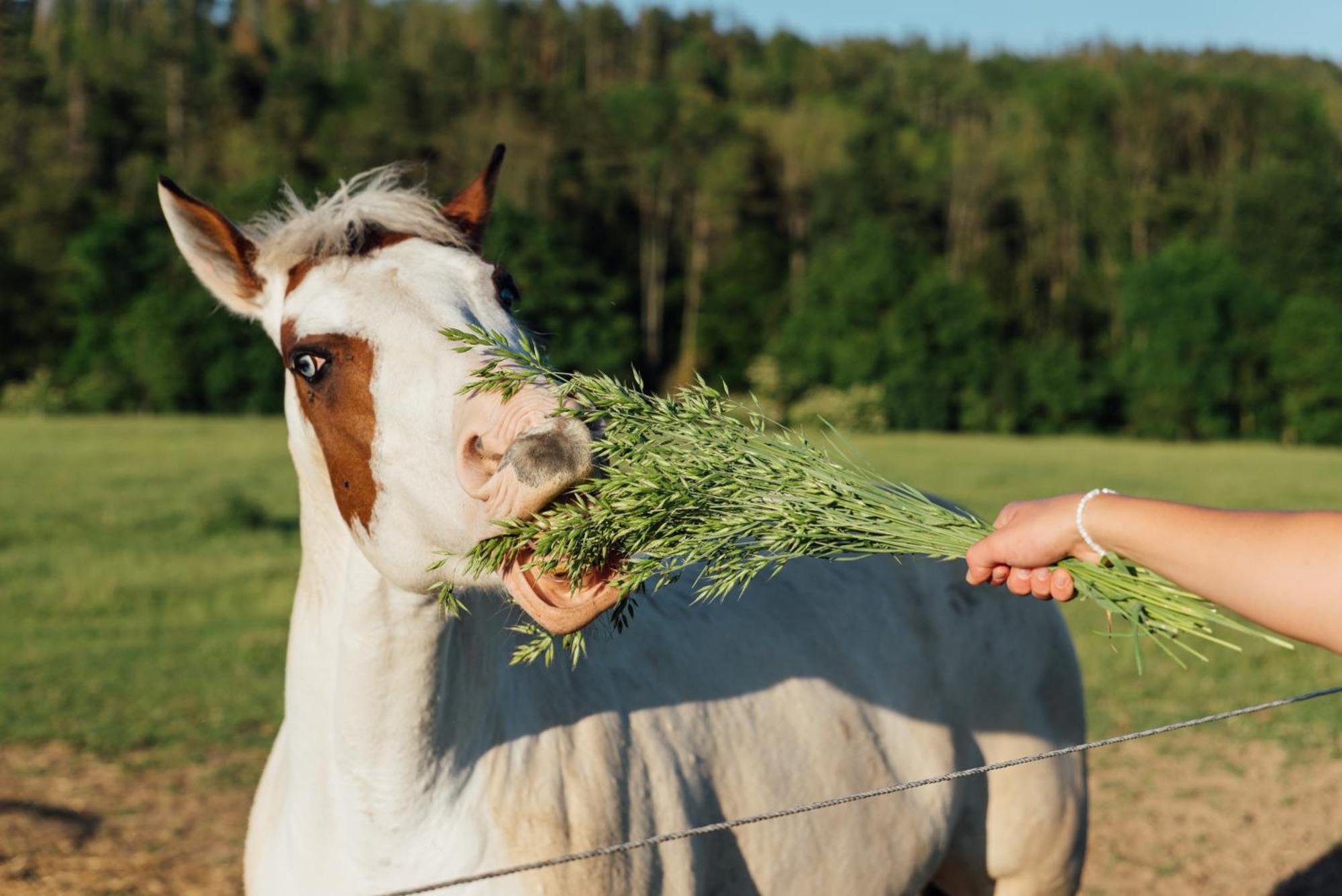 Rekreační a jezdecký areál Equifarm Villa Jevišovice Exterior foto